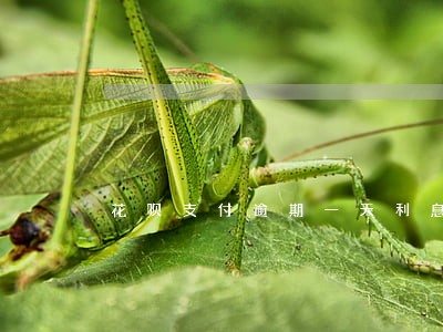 花呗支付逾期一天利息多少 花呗支付逾期一天利息多少