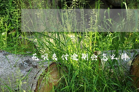 花呗支付逾期会怎么样 花呗支付逾期会怎么样