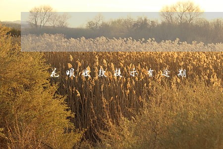 花呗收款提示有逾期 花呗收款提示有逾期