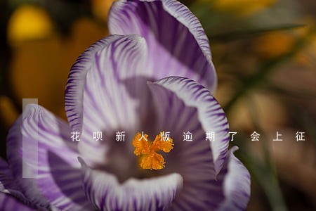 花呗新人版逾期了会上征信吗 花呗新人版逾期了会上征信吗