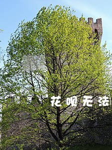 花呗无法付款异常无逾期记录