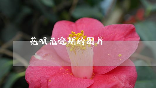 花呗无逾期的图片 花呗无逾期的图片