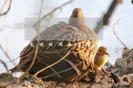 花呗时间长了逾期 花呗时间长了逾期