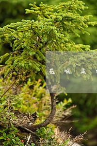 花呗显示另一个账号有逾期怎么弄 花呗显示另一个账号有逾期怎么弄