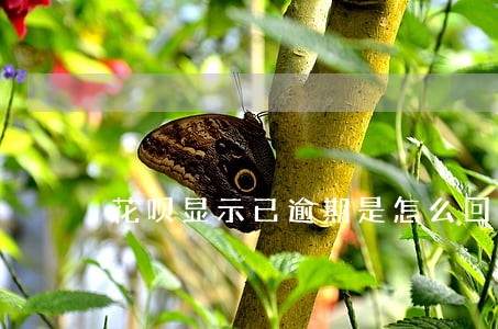 花呗显示已逾期是怎么回事