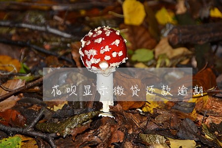 花呗显示微贷还款逾期 花呗显示微贷还款逾期
