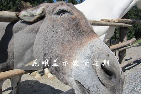 花呗显示微贷逾期 花呗显示微贷逾期