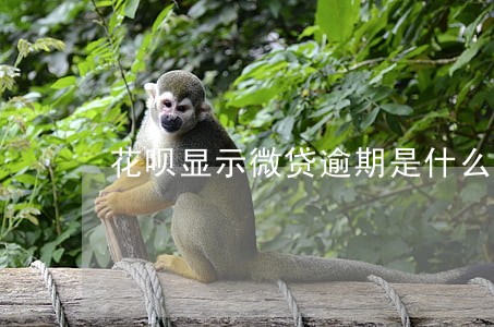 花呗显示微贷逾期是什么产品 花呗显示微贷逾期是什么产品