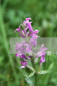花呗显示无法使用有产品逾期 花呗显示无法使用有产品逾期