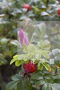 花呗显示有产品逾期怎么查看 花呗显示有产品逾期怎么查看