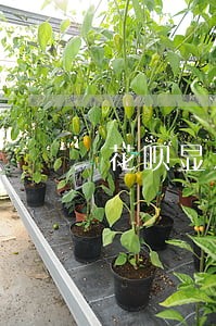 花呗显示有存在逾期怎么养 花呗显示有存在逾期怎么养