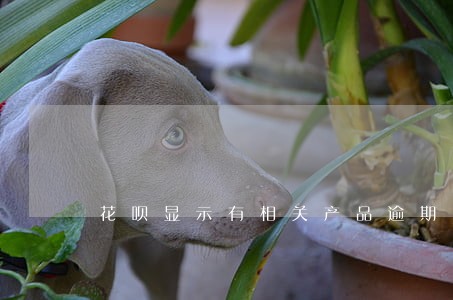 花呗显示有相关产品逾期 花呗显示有相关产品逾期