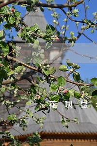 花呗显示有逾期怎么显示 花呗显示有逾期怎么显示