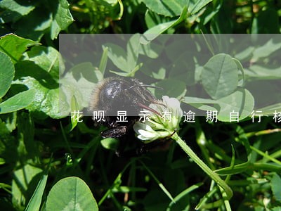 花呗显示有逾期自行核实 花呗显示有逾期自行核实