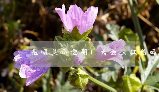 花呗显示逾期1天会上征信吗 花呗显示逾期1天会上征信吗