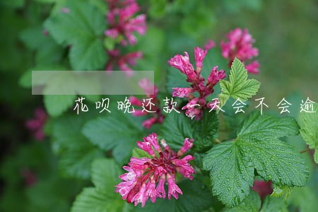 花呗晚还款一天会不会逾期 花呗晚还款一天会不会逾期