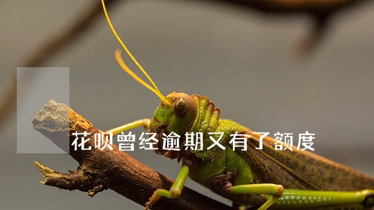 花呗曾经逾期又有了额度 花呗曾经逾期又有了额度