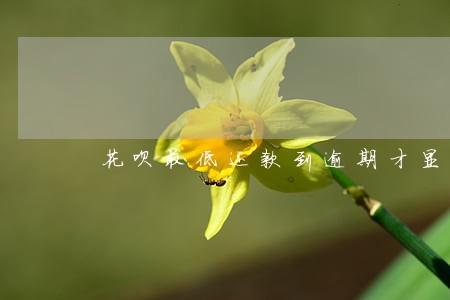 花呗最低还款到逾期才显示吗