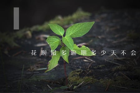 花呗最多逾期多少天不会上征信 花呗最多逾期多少天不会上征信