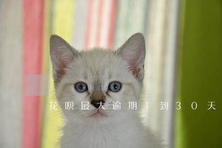 花呗最大逾期1到30天被冻结 花呗最大逾期1到30天被冻结