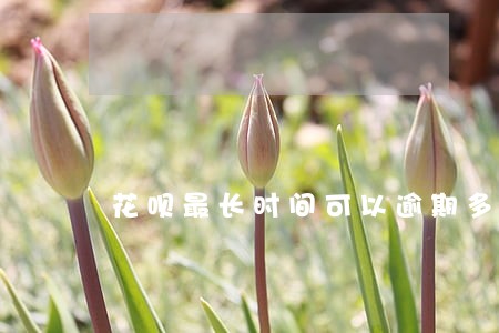 花呗最长时间可以逾期多少天 花呗最长时间可以逾期多少天