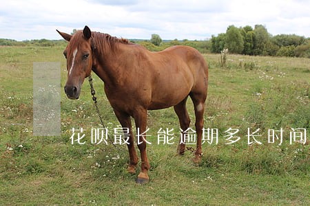 花呗最长能逾期多长时间 花呗最长能逾期多长时间
