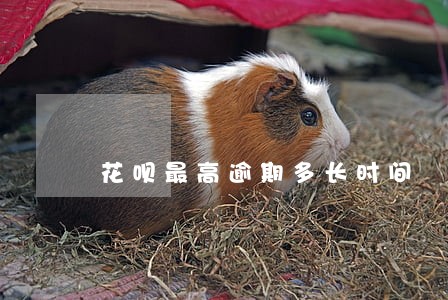 花呗最高逾期多长时间 花呗最高逾期多长时间