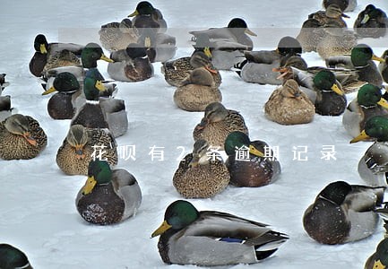 花呗有2条逾期记录 花呗有2条逾期记录