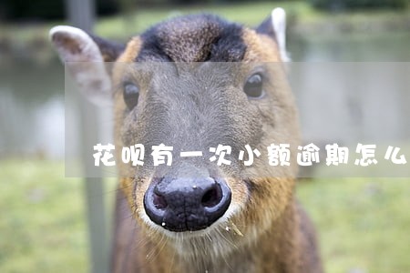 花呗有一次小额逾期怎么办 花呗有一次小额逾期怎么办