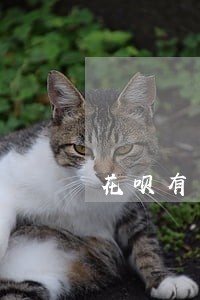 花呗有一次逾期影响申请房贷吗 花呗有一次逾期影响申请房贷吗