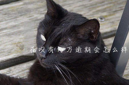 花呗有两万逾期会怎么样