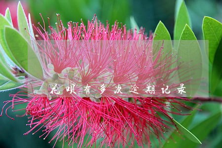 花呗有多次逾期记录