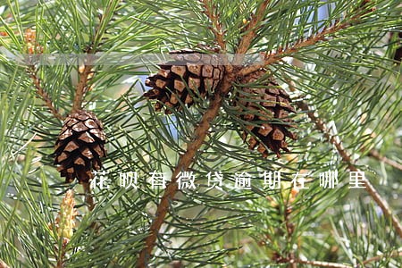 花呗有微贷逾期在哪里 花呗有微贷逾期在哪里
