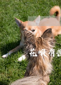 花呗有微贷逾期怎么还款 花呗有微贷逾期怎么还款