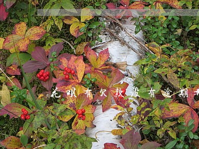 花呗有欠款没有逾期影响房贷吗