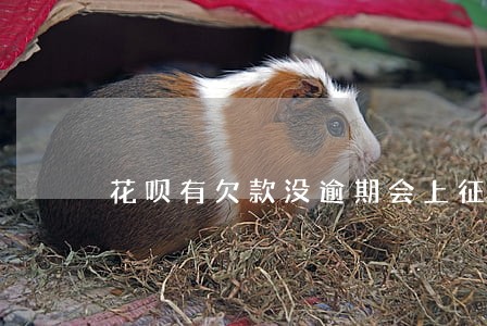 花呗有欠款没逾期会上征信吗