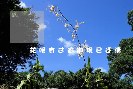 花呗有过逾期现已还清 花呗有过逾期现已还清