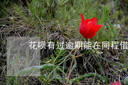 花呗有过逾期能在同程借钱 花呗有过逾期能在同程借钱