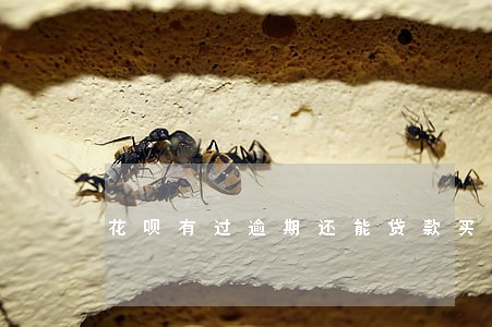 花呗有过逾期还能贷款买房吗 花呗有过逾期还能贷款买房吗