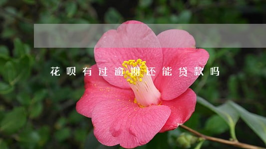 花呗有过逾期还能贷款吗 花呗有过逾期还能贷款吗