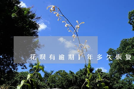 花呗有逾期1年多久恢复 花呗有逾期1年多久恢复