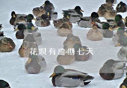 花呗有逾期七天 花呗有逾期七天