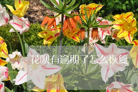 花呗有逾期了怎么恢复 花呗有逾期了怎么恢复