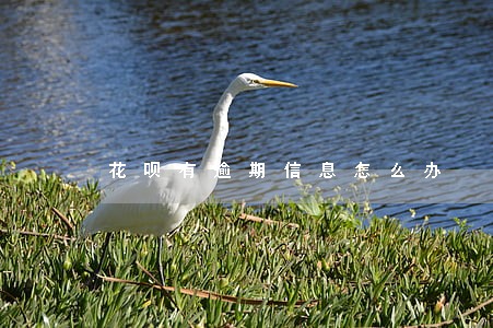 花呗有逾期信息怎么办 花呗有逾期信息怎么办