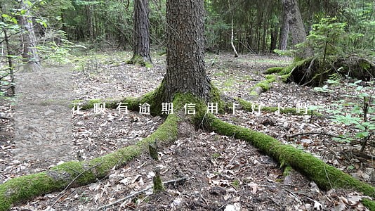 花呗有逾期信用卡好下吗 花呗有逾期信用卡好下吗