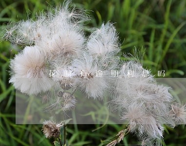 花呗有逾期利息吗 花呗有逾期利息吗