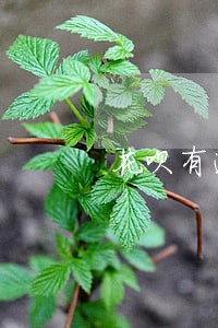 花呗有逾期半年还款还能用的吗 花呗有逾期半年还款还能用的吗