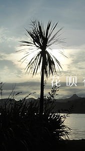 花呗有逾期及时还了可以买房吗