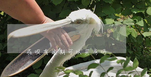 花呗有逾期可以买房吗 花呗有逾期可以买房吗