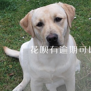 花呗有逾期可以办理车款分期吗 花呗有逾期可以办理车款分期吗